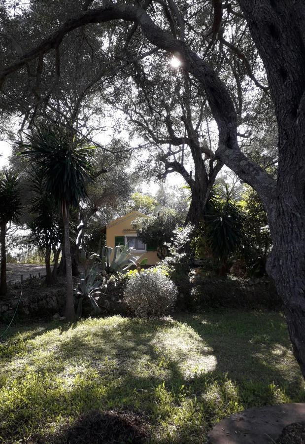 Appartamento House In The Olive Garden Ágios Ioánnis Esterno foto