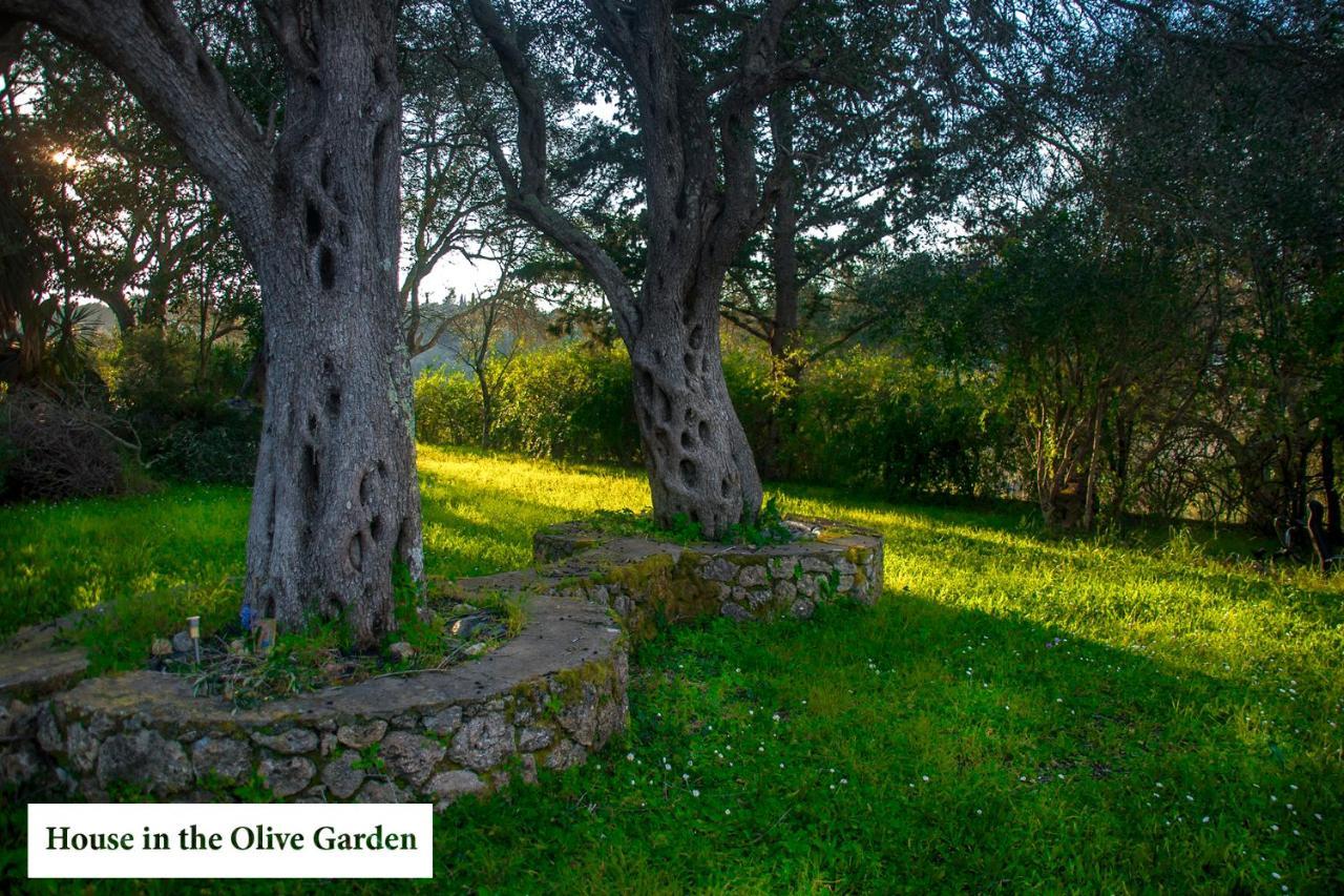 Appartamento House In The Olive Garden Ágios Ioánnis Esterno foto